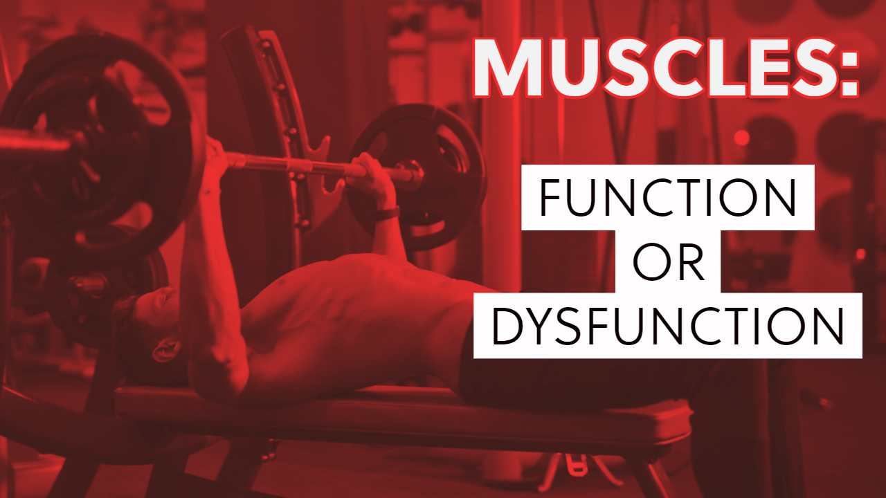 Muscles: Function or Dysfunction?